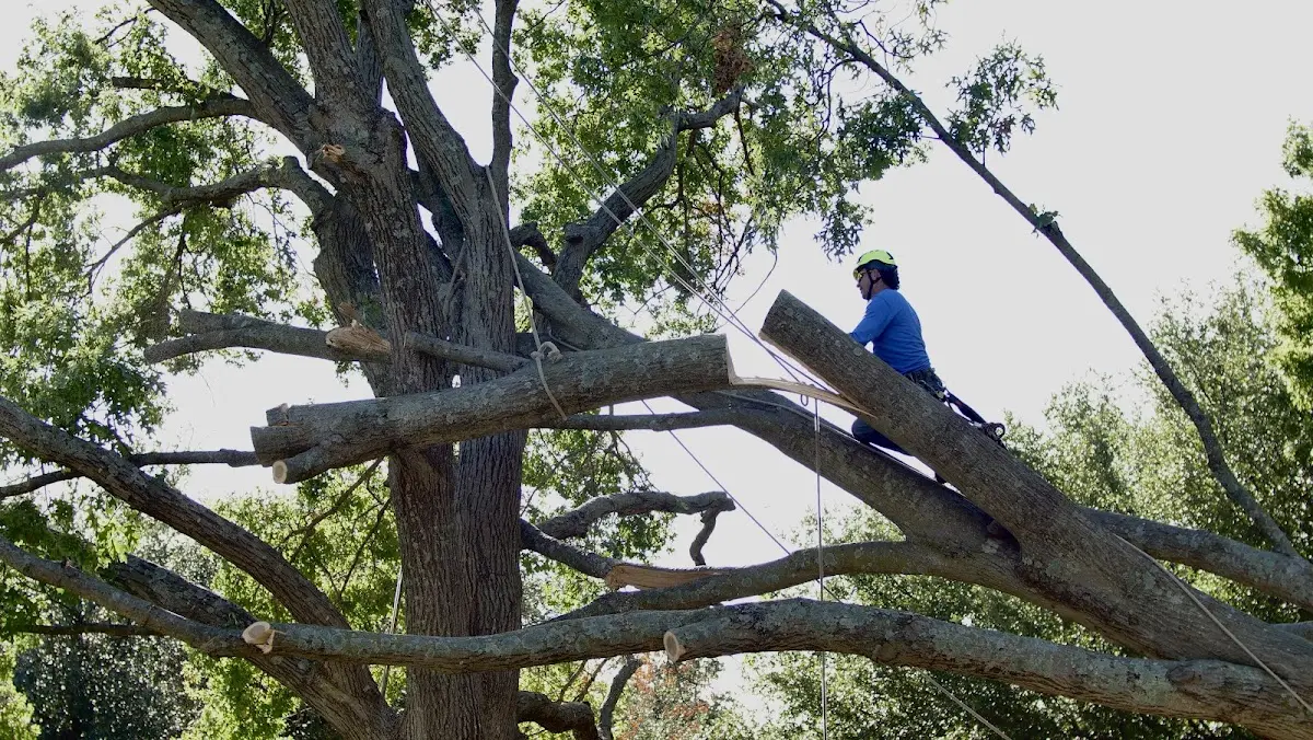 Professional Crown Thinning performed by certified arborists in Yoder