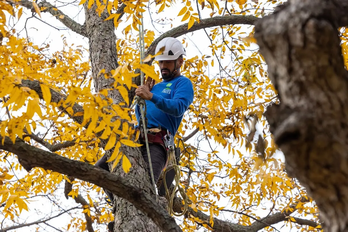 Skilled Tree Transplanting crew working in Yoder